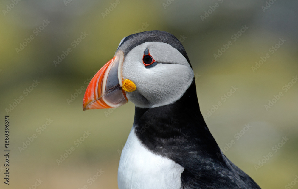 Naklejka premium Macareux moine, Fratercula arctica, Atlantic Puffin,