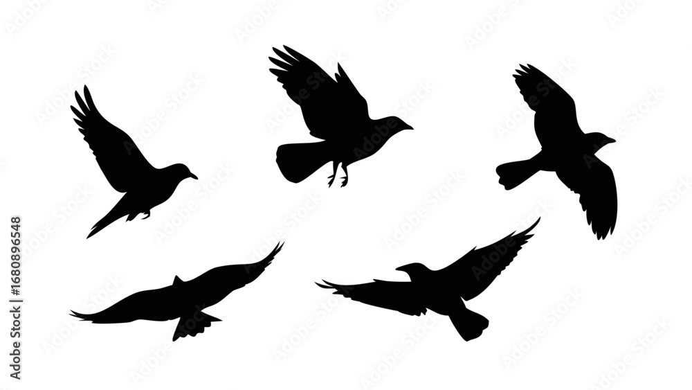 Fototapeta premium Birds in Flight and Perched flying sitting