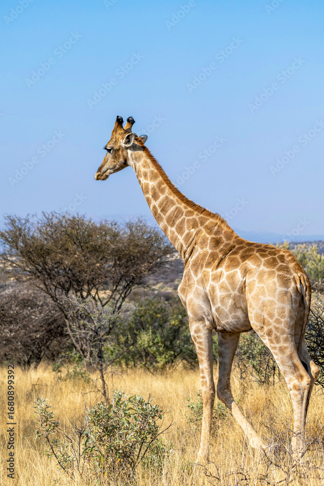 Fototapeta premium Girafe et acacia en fleurs dans la savane en Namibie