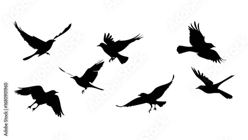 Flying Birds Silhouette black freedom