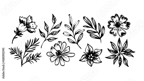 Hand Drawn Floral Elements botanical nature