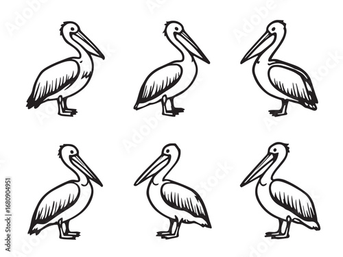 Pelican Line Art Illustration