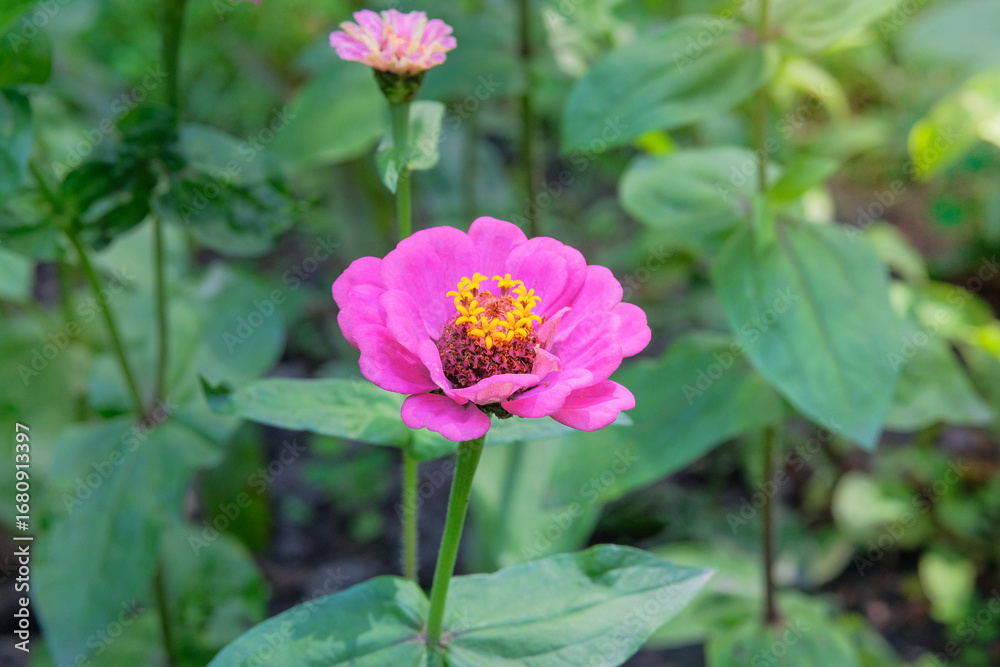 Fototapeta premium Zinnia bush with flower is growing in cottage garden. Annual or perennial herb. Blooming purple flower. Sunny day.