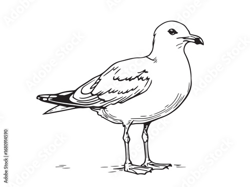 Seagull Line Art Illustration