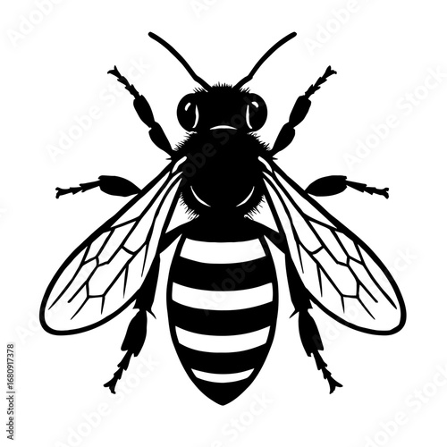 Honey Bee Insect Vector Graphic - Top View of a Flying Black and White Bee