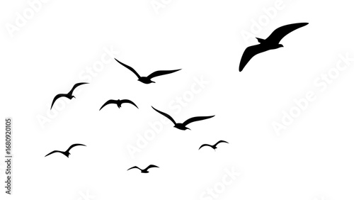 Flock of soaring birds flying migration