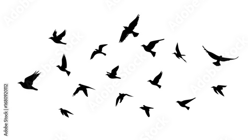 Flock of Crows Silhouette birds flying