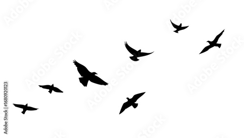 Flock of soaring birds flying wings
