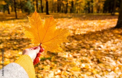 Female hand holding yellow maple leaf in autumn park. Autumn vibes, warm colors, cozy seasonal atmosphere. Selective focus.