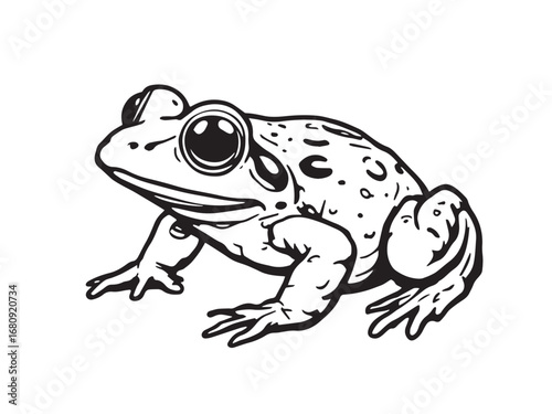 Spadefoot Toad Line Art Illustration