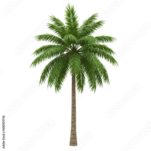A tall healthy green palm tree with a textured brown trunk and lush fronds isolated on a black background