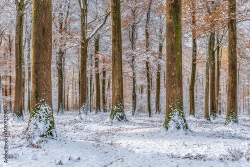 Wallpaper Mural Snowy forest with tall, thick tree trunks Torontodigital.ca