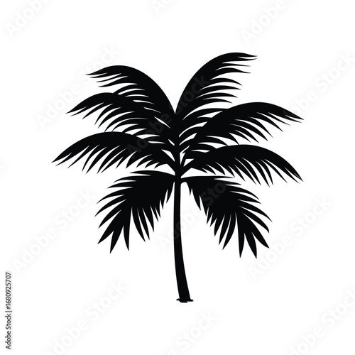 A silhouette of a palm tree with fronds on a white background, palm frond silhouette vector illustration
