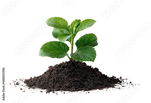 Young plant sprouting from dark soil (1)
