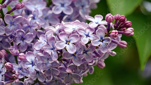 close up of lilac flowers