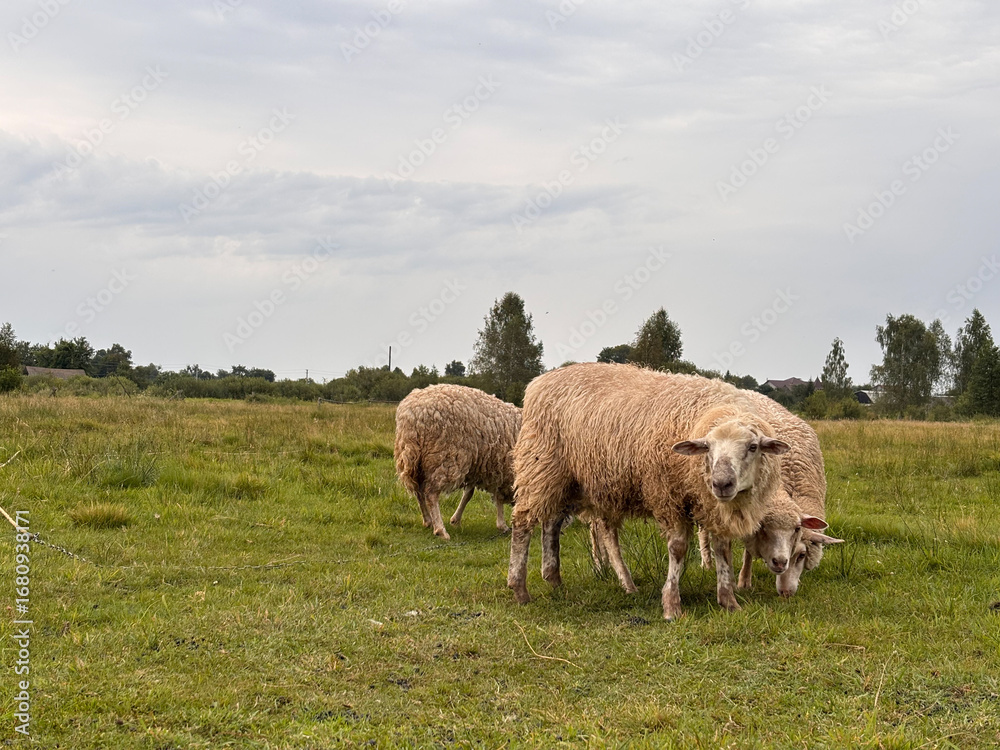 Fototapeta premium Serene Flock of Sheep Grazing in a Lush Green Field Under Moody Skies