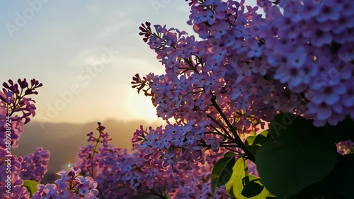 purple lilac flowers