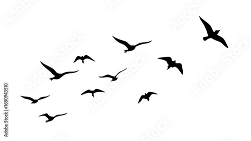 Diverse flock of birds in flight flying silhouette