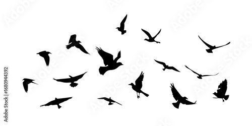 Flock of birds in flight flying silhouette