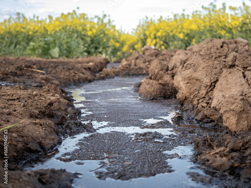 Gentle Water Flows Through Tilled Farm Field Bordered by Sunflowers Under a Sunny Afternoon Sky