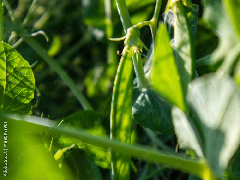 Obraz premium Lush Green Pea Pods Thrive Under the Warm Sunlight in a Vibrant Spring Garden