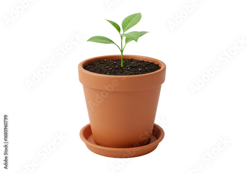 Isolated seedling in clay pot small plant leaves dirt growth growing flora botany studio