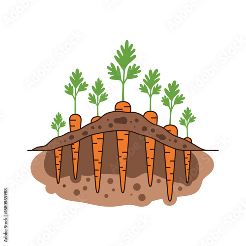 Understanding carrot root systems and how they grow underground and above ground showing healthy plants in soil