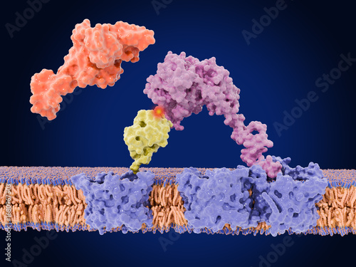 PTEN-induced kinase 1 (PINK1) phosphorylates ubiquitin (yellow) on the outer mitochondrial membrane. Parkin (red) will bind afterwards to ubiquitin.