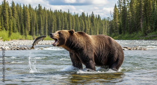 A powerful grizzly bear stands in a rushing river with its mouth wide open, perfectly timed to catch a leaping salmon