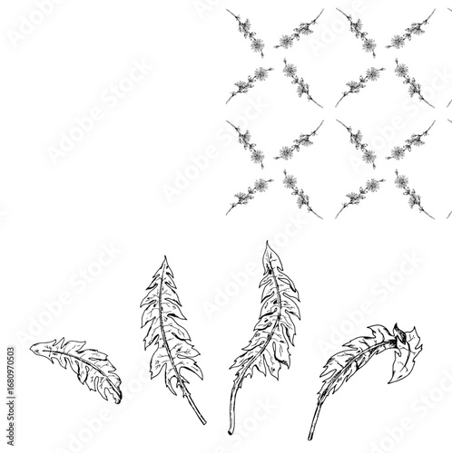 Hand drawn vector illustration of dandelion leaves Taraxacum officinale with jagged edges in engraving style, ideal for herbal medicine, apothecary branding, organic cosmetics and botanical design