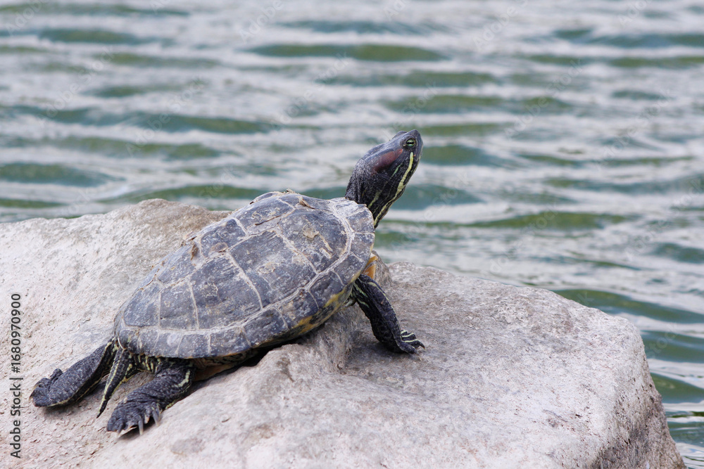 Obraz premium turtle on a rock on the shore