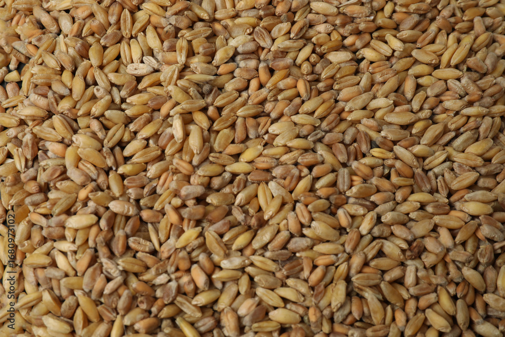 bitcoin gold, money on wheat background

