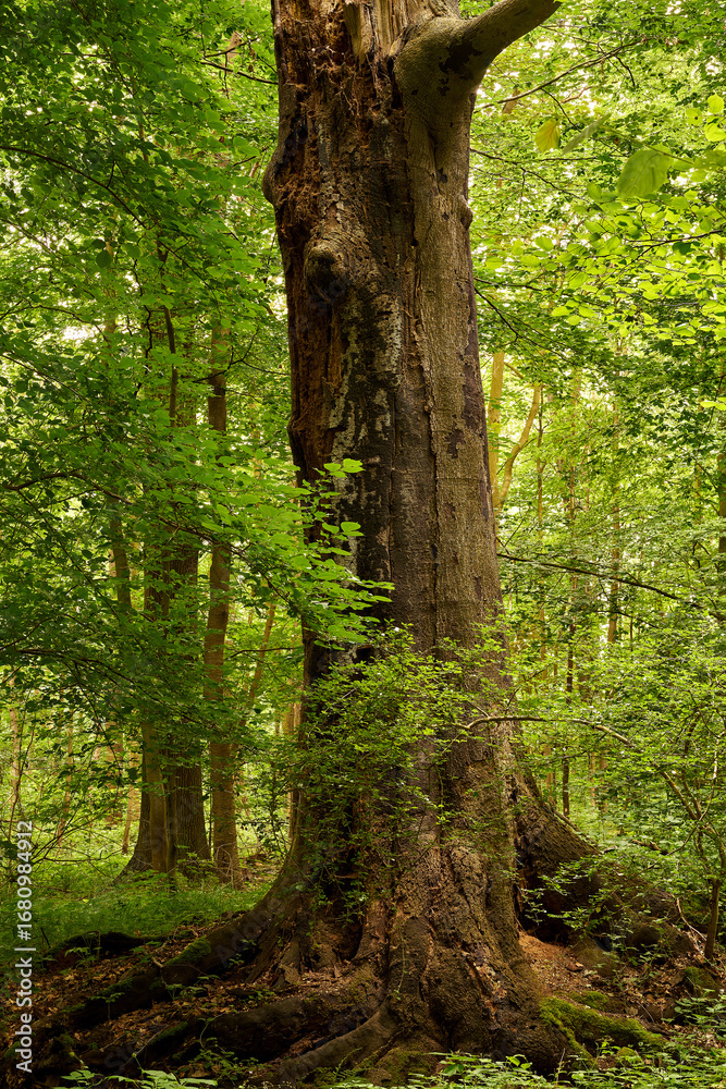 Naklejka premium Old Beech Veteran with Mossy Roots in a Natural German Forest, Fungal Decay Visible