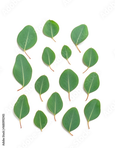 Eucalyptus leaves arranged artfully