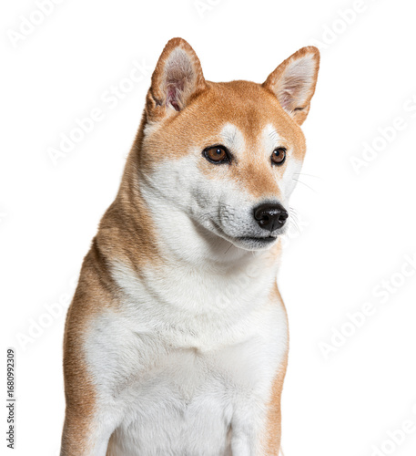 Wallpaper Mural Shiba inu dog sitting and looking away on white background Torontodigital.ca
