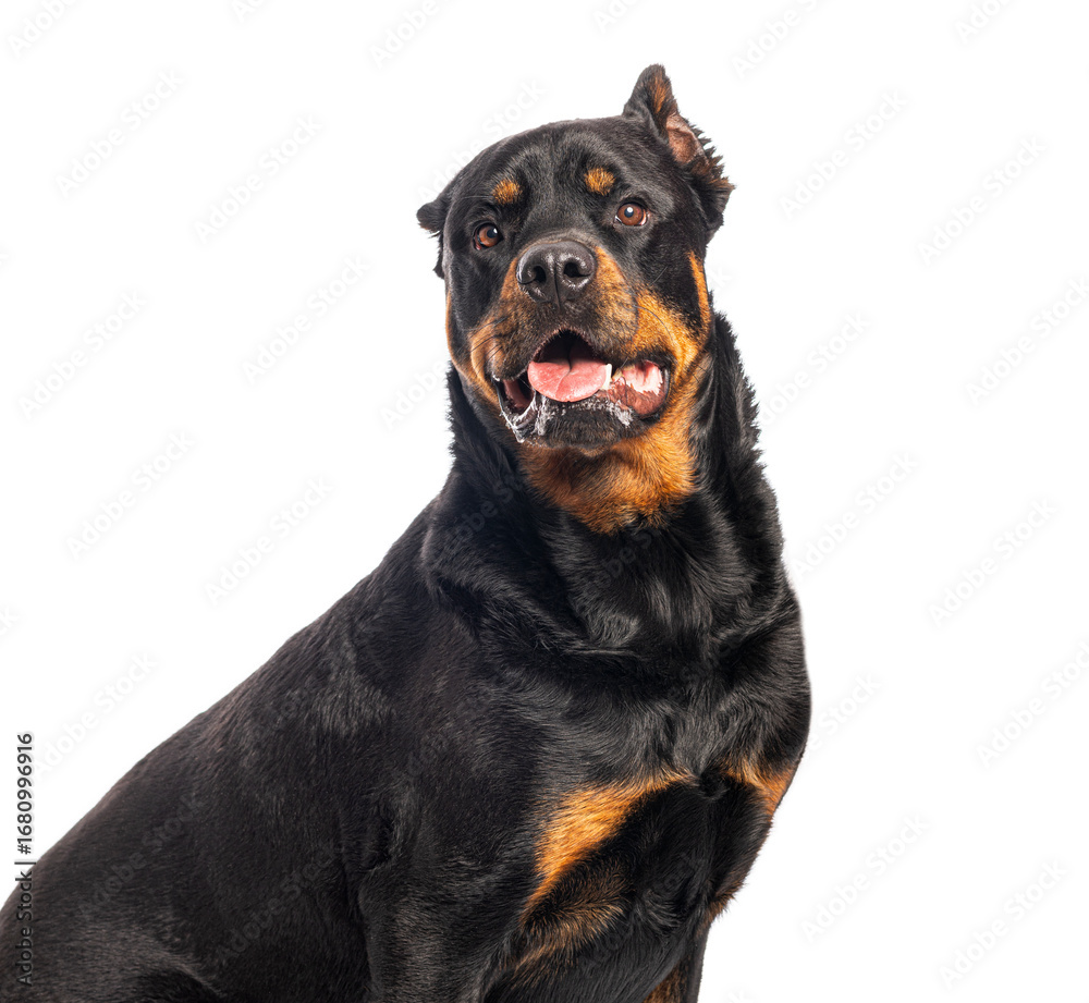 Obraz premium Rottweiler dog sitting and looking with attention, isolated on white background