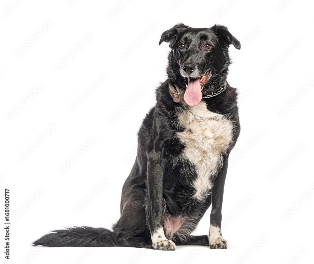Obraz premium Crossbreed dog panting and sitting on white background