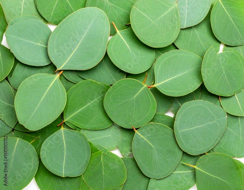 Eucalyptus leaves pattern
