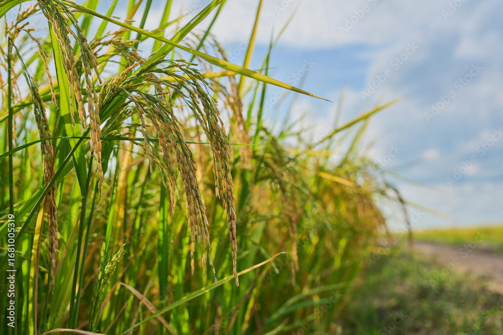 Naklejka premium Rice field, Paddy field nature landscape.