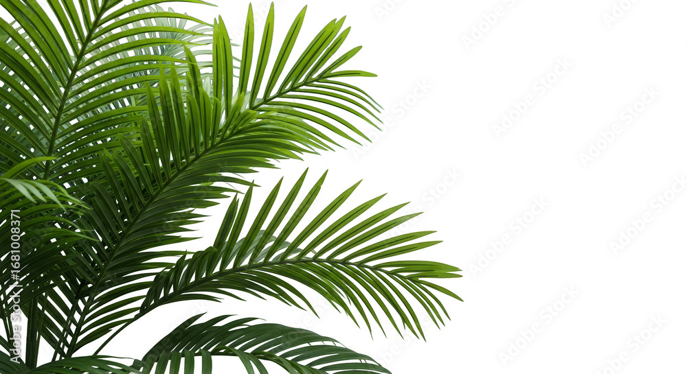 Naklejka premium Lush fronds against an ink backdrop