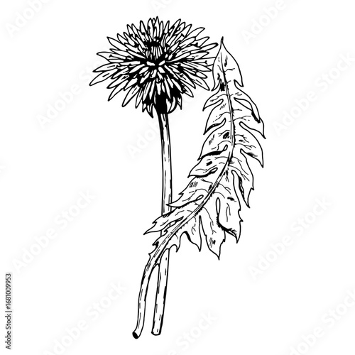 Hand drawn vector illustration of dandelion Taraxacum officinale flower with leaf in engraving style, perfect for herbal tea packaging, apothecary branding, health remedies and botanical design