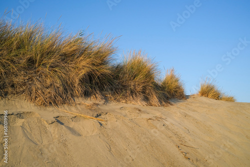 Sand dune with beach grass  and blue sky