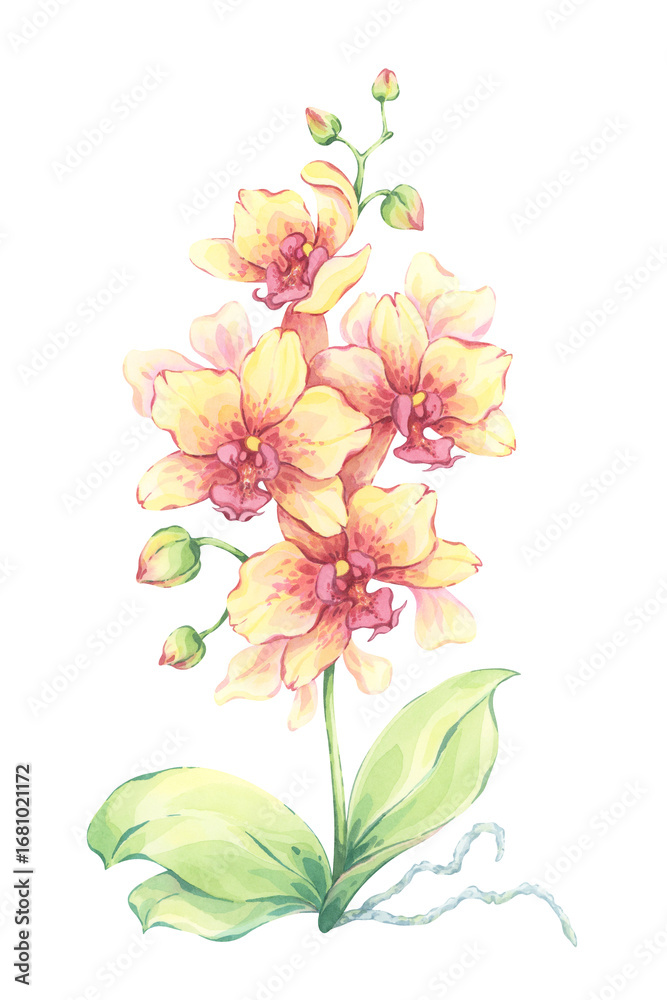 Fototapeta premium Yellow orchid watercolor illustration. Hand-painted exotic flower with buds and green leaves. Tropical floral artwork. Elegant decorative nature design. Botanical art print