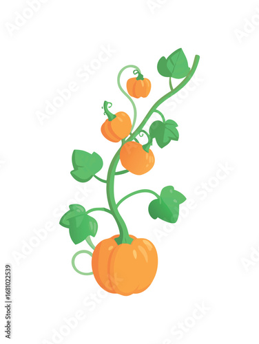 Growing pumpkin vine with multiple orange fruits and green leaves