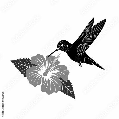 Black and white Hummingbird Feeding On Hibiscus Flower image vector isolated on white background.
