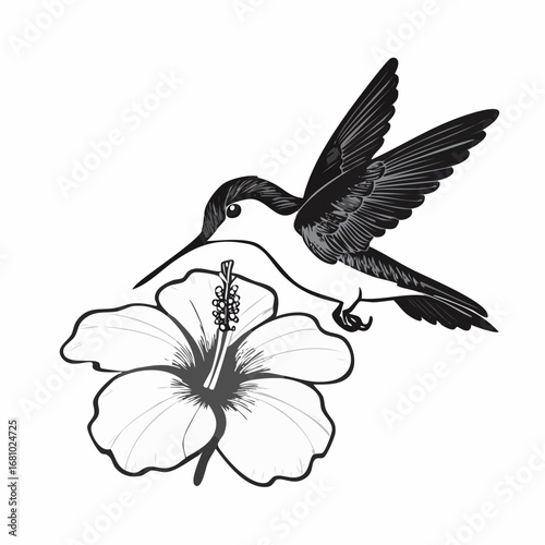 Black and white Hummingbird Feeding On Hibiscus Flower image vector isolated on white background.