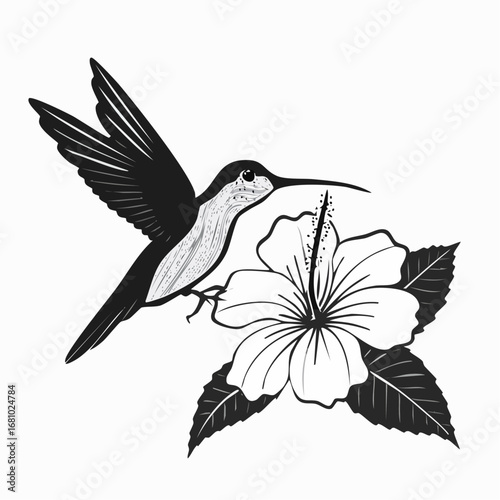 Black and white Hummingbird Feeding On Hibiscus Flower image vector isolated on white background.