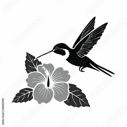 Black and white Hummingbird Feeding On Hibiscus Flower image vector isolated on white background.