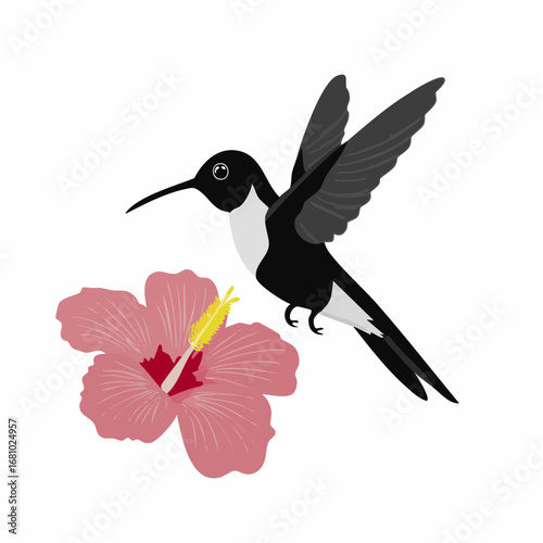 Black and white Hummingbird Feeding On Hibiscus Flower image vector isolated on white background.