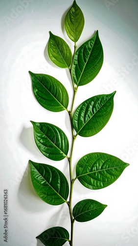 A vibrant stem with lush, deep green leaves stands out against a bright white background.